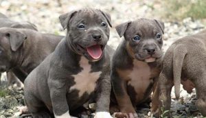 blue-nose-pitbull-puppies